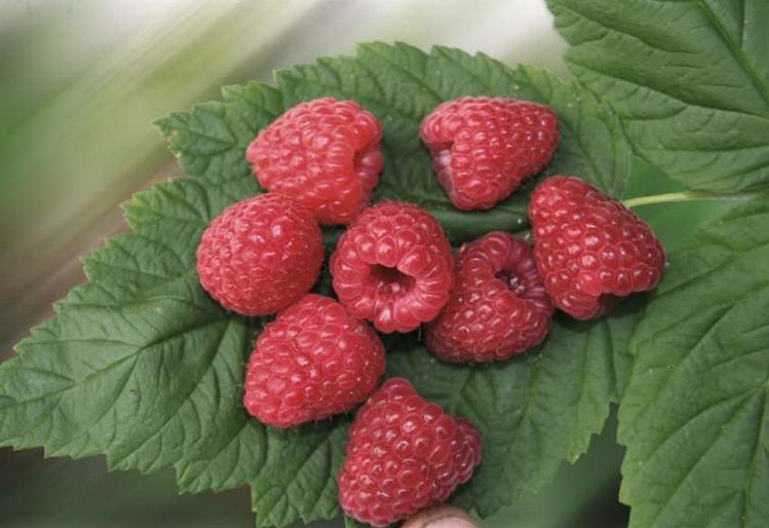 Малина Зюгана Малина Зюгана