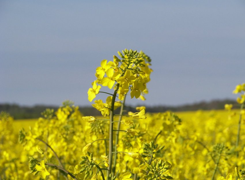 Росія виконала зерновий план на 97 відсотків