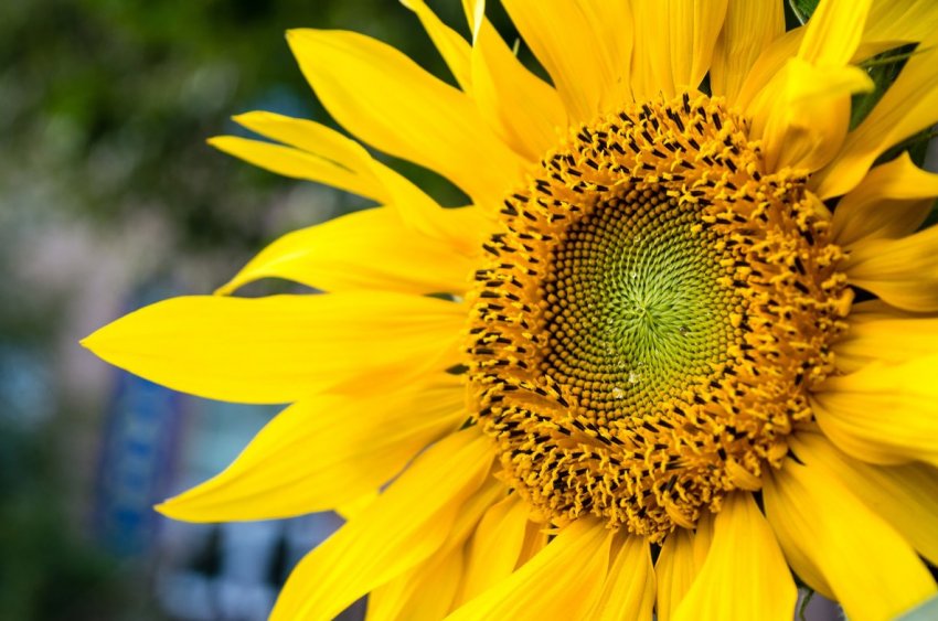 Росія виконала зерновий план на 97 відсотків