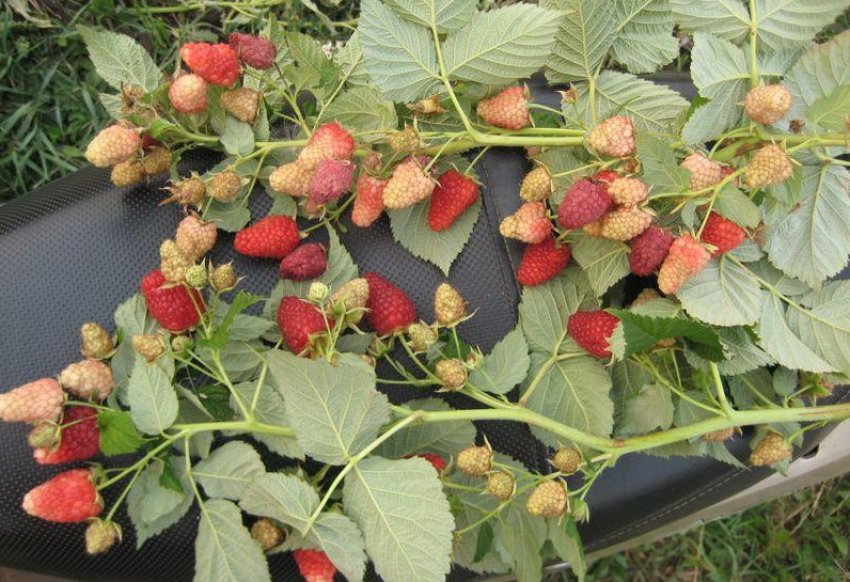 Малина Нижегородец Малина Нижегородец