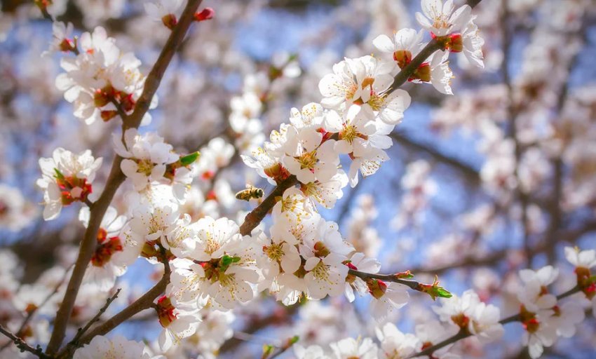 Цвітіння абрикоса Цвітіння абрикоса