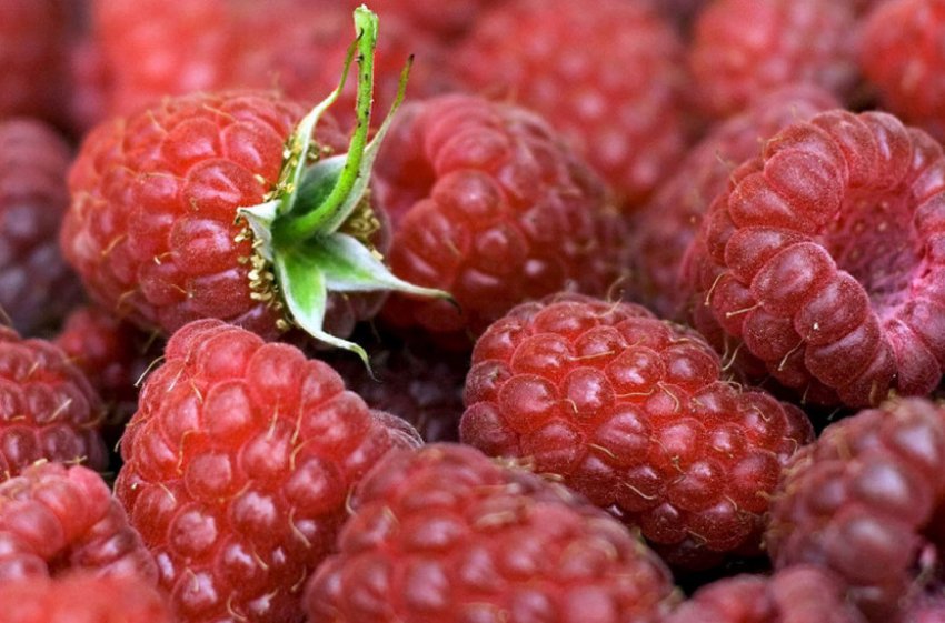 Малина Карамелька Малина Карамелька