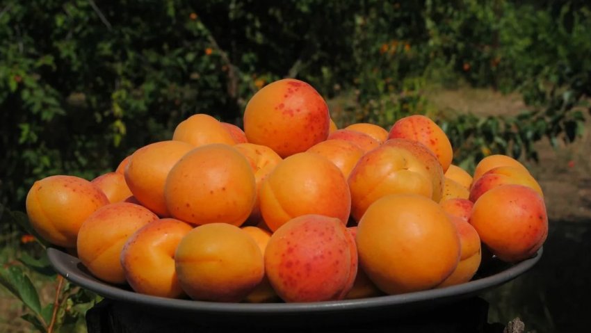 Врожайність колоновидна абрикос Врожайність колоновидна абрикос