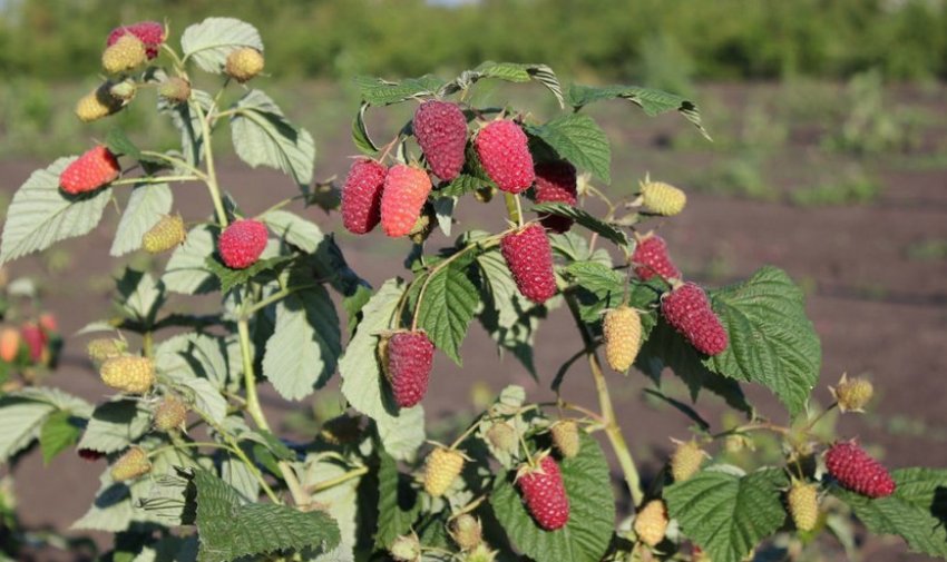 Малина Похвалинка Малина Похвалинка