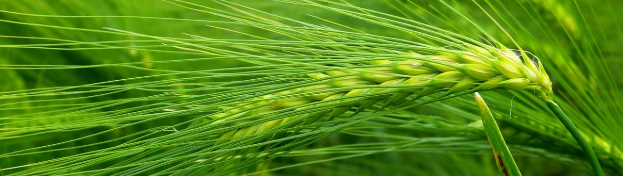 Кубань включилася в масштабну жнива