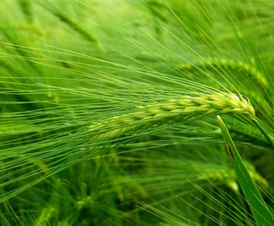 Кубань включилася в масштабну жнива