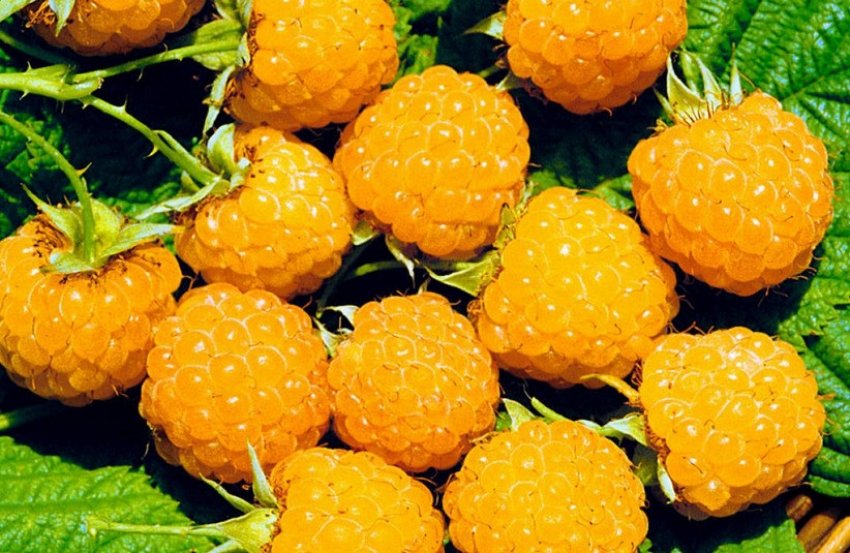 Малина Жовтий гігант Малина Жовтий гігант