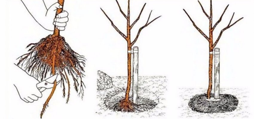 Схема посадки абрикоса Схема посадки абрикоса