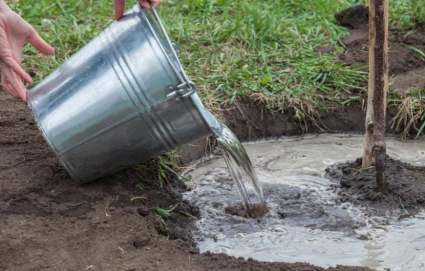 Полив абрикоси Полив абрикоси