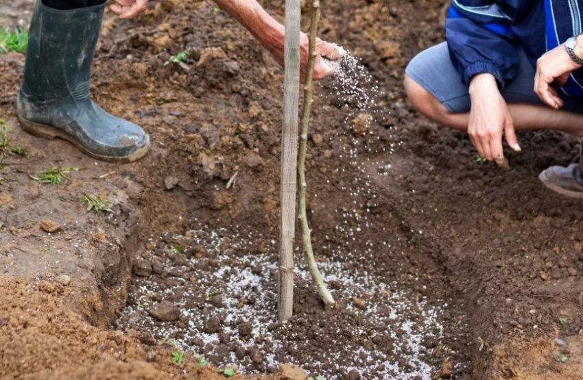 Внесення добрив Внесення добрив