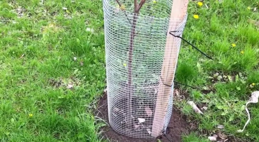 Захист від мишей Захист від мишей