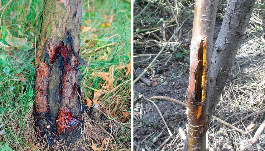 Пошкодження стовбура дерева Пошкодження стовбура дерева