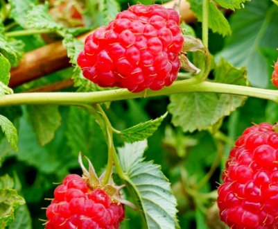 Найбільш урожайні сорти малини: особливості вирощування