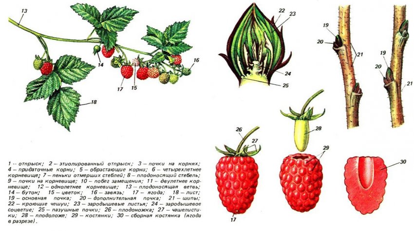 Будова малини Будова малини
