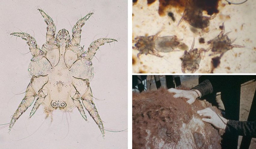 Енцефалітний кліщ Енцефалітний кліщ