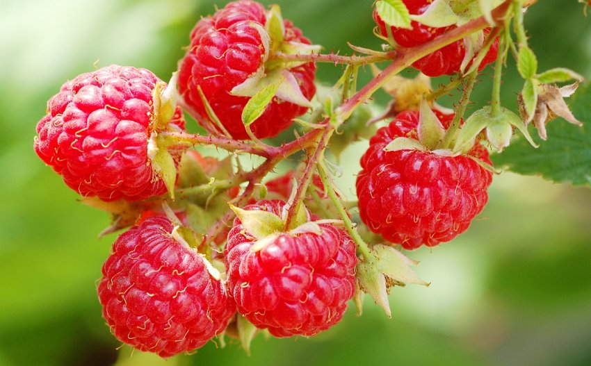 Звичайна садова малина Звичайна садова малина