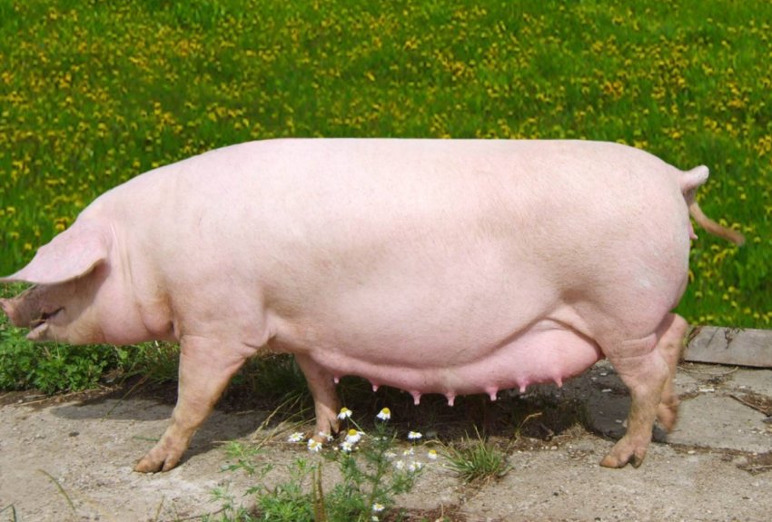 Найбільшим попитом на ринку Україні користуються термінальні свині Найбільшим попитом на ринку Україні користуються термінальні свині