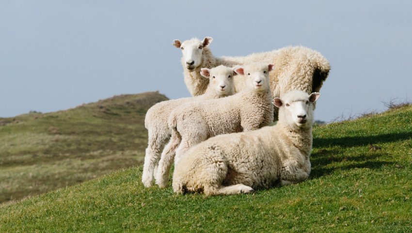 Цигайська порода овець