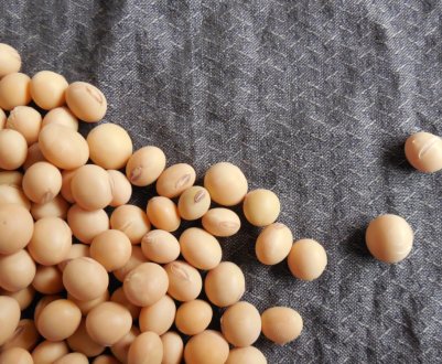 Китай просить продавців з США відкласти відправку сої