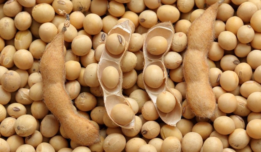 Китай просить продавців з США відкласти відправку сої Китай просить продавців з США відкласти відправку сої