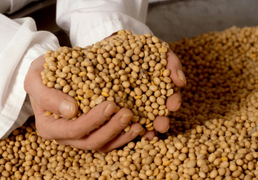 Китай просить продавців з США відкласти відправку сої Китай просить продавців з США відкласти відправку сої