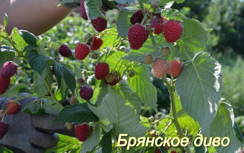 Брянське диво Брянське диво