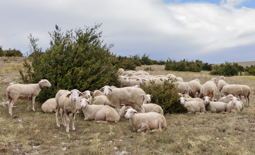 Вівці породи Лакаюне