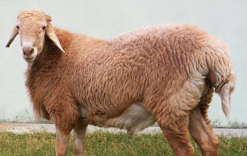 Вівця породи Авассі