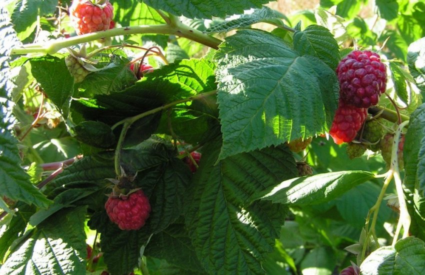 ремонтантна Малина Геракл ремонтантна Малина Геракл