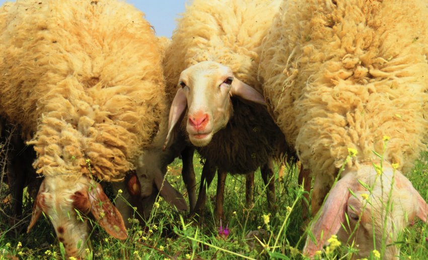 Порода овець Ассаф