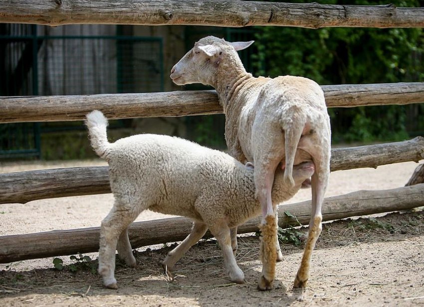 Асканійська порода овець