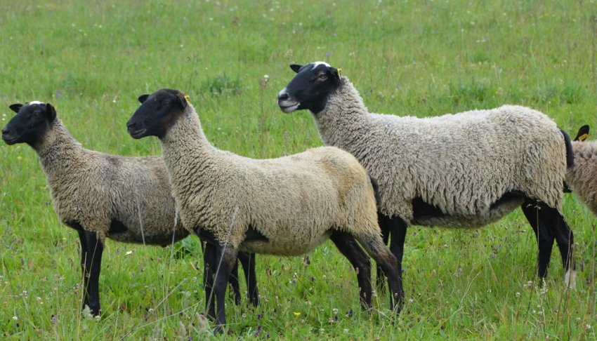 Романівська порода овець