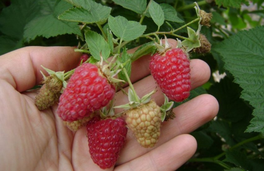 Малина Гусар Малина Гусар