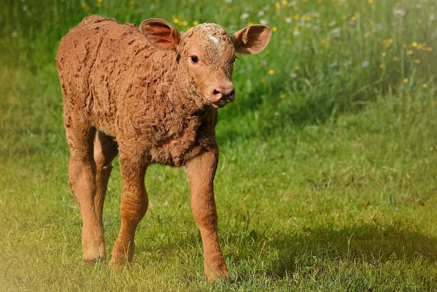 Шотландські виробники і торговці яловичиною виступають проти скорочення поголів'я худоби