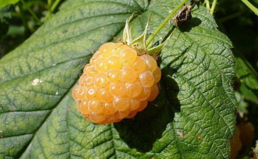 Жовтий гігант Жовтий гігант