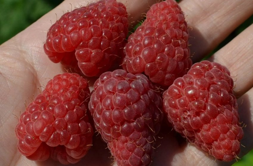 Малина сорту Велетень Малина сорту Велетень