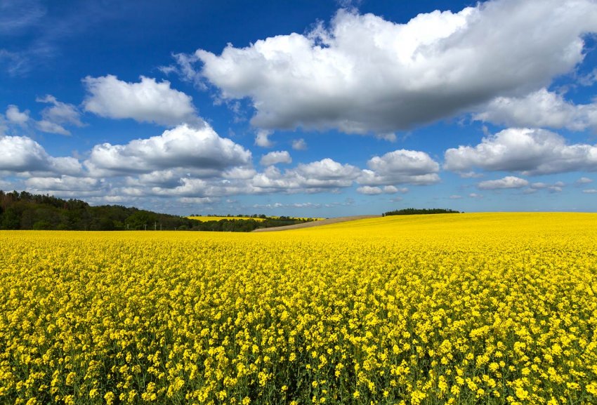 Оттава розширює страхування канадських експортерів каноли Оттава розширює страхування канадських експортерів каноли
