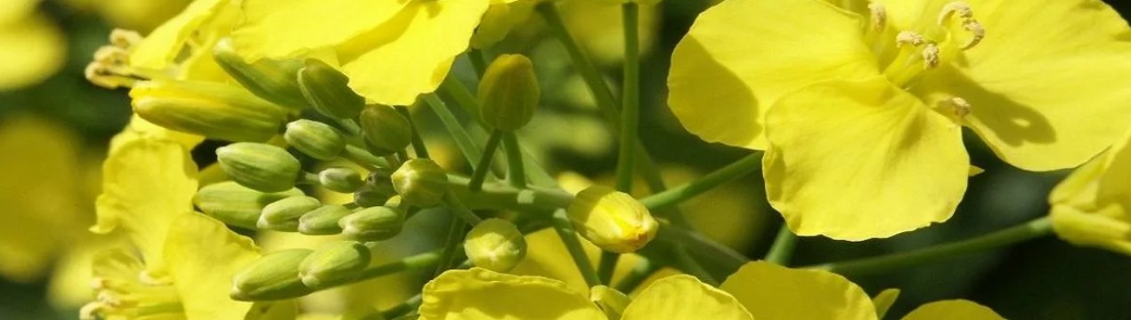 Оттава розширює страхування канадських експортерів каноли