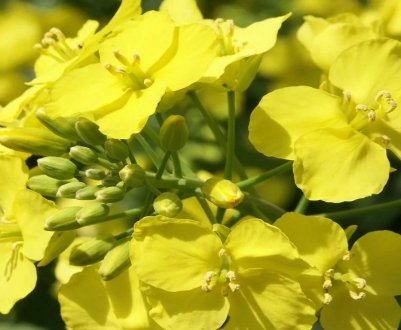 Оттава розширює страхування канадських експортерів каноли 