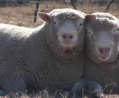 Породи овець м'ясного напряму: найвигідніші та найбільші