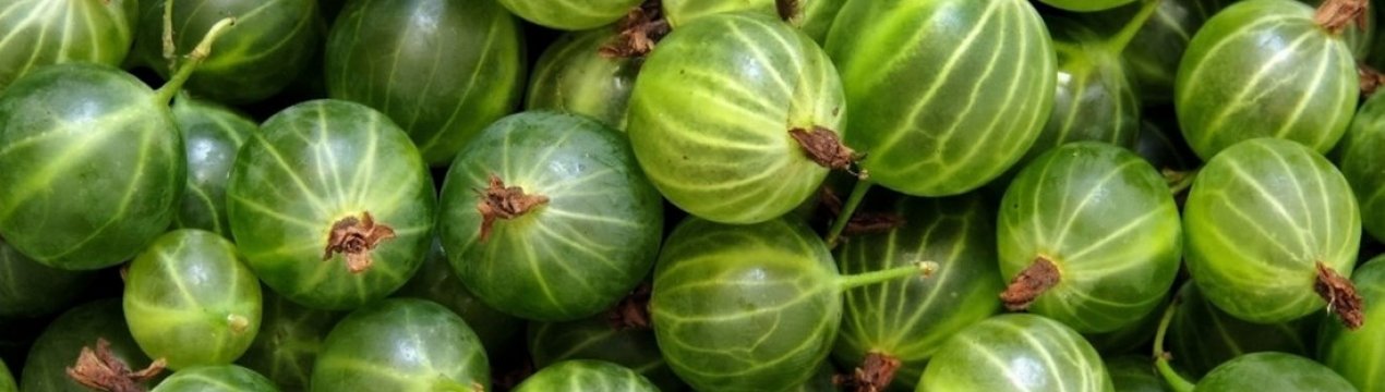 Вживання в їжу агрусу годуючої мамою: особливості