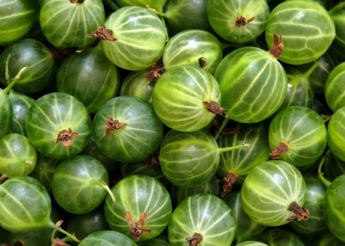 Вживання в їжу агрусу годуючої мамою: особливості