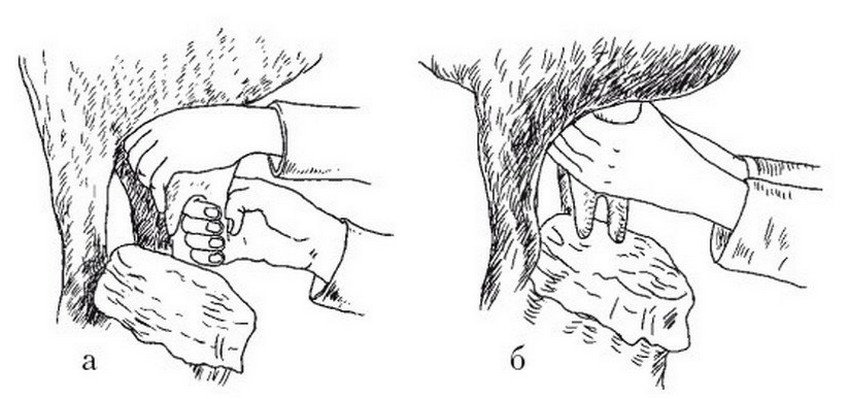 Доїння вівці