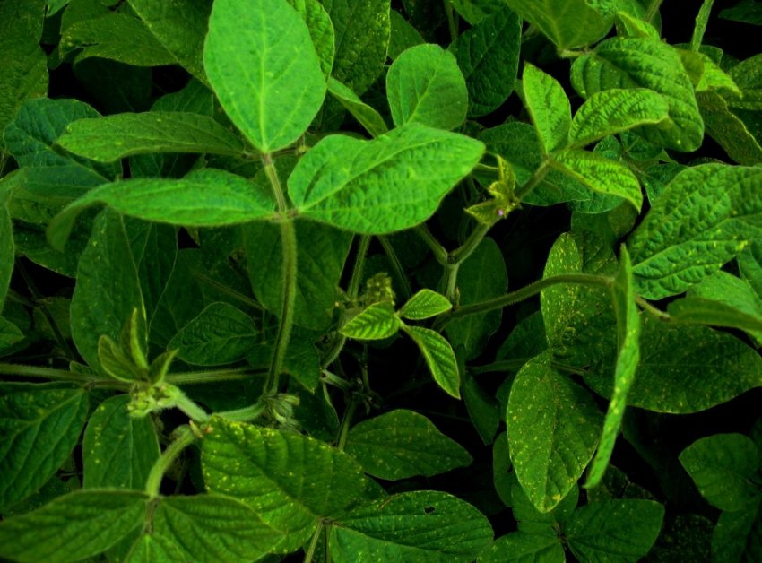 Аргентинська Bioceres очікує схвалення США і Китаєм її стресостійкість насіння сої Аргентинська Bioceres очікує схвалення США і Китаєм її стресостійкість насіння сої