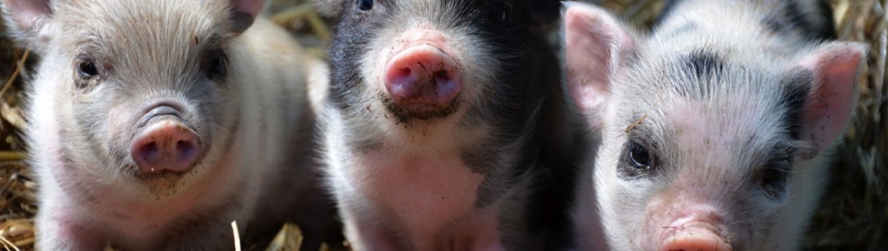 У Великобританії запущена нова схема поліпшення здоров'я свиней
