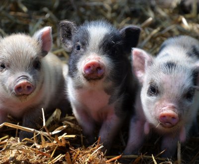 У Великобританії запущена нова схема поліпшення здоров'я свиней