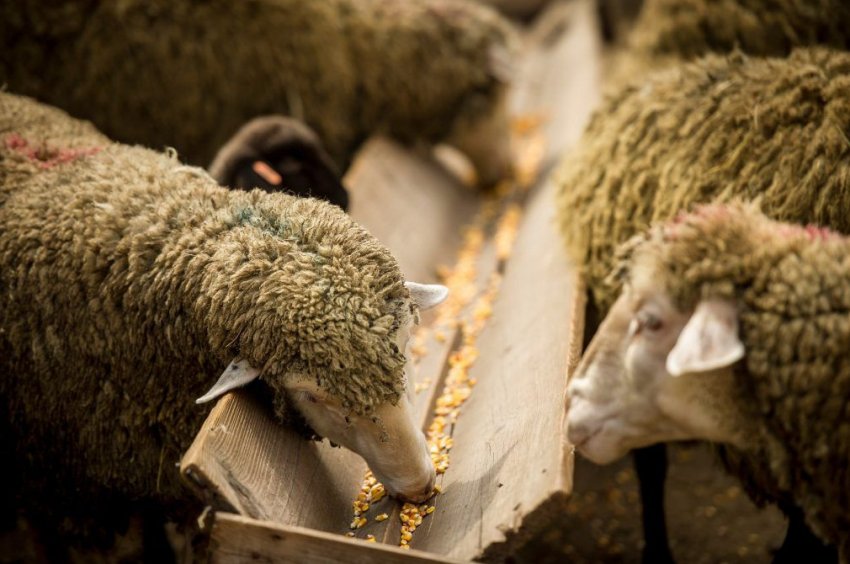 Годівля овець