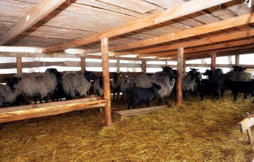 Кошара для овець