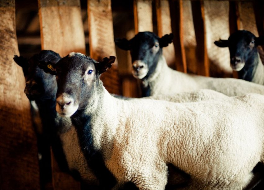 Романівська порода овець