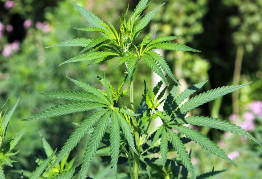 Тривала торгова війна з Китаєм змушує американських фермерів експериментувати з коноплею